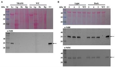 Analysis of Nitrogenase Fe Protein Activity in Transplastomic Tobacco